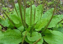 Plantago major L.