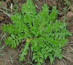 Capsella bursa-pastoris (L.) Medik.