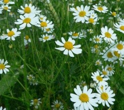 Anthemis arvisis L.