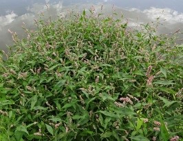 Водяной перец 