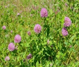 Клевер луговой 