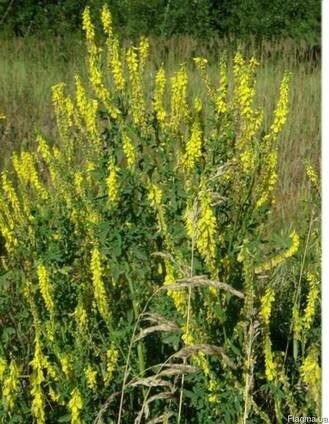 Донник лекарственный