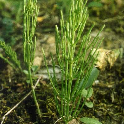 Хвощ полевой