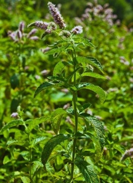 Mentha piperita L