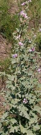 Алтей армянский 