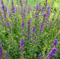 Иссоп лекарственный