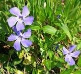 Барвинок малый