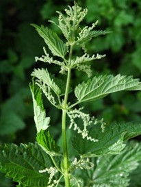 Крапива двудомная