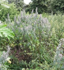 Пустырник пятилонастный 