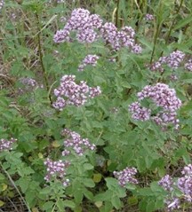 Душица обыкновенная 