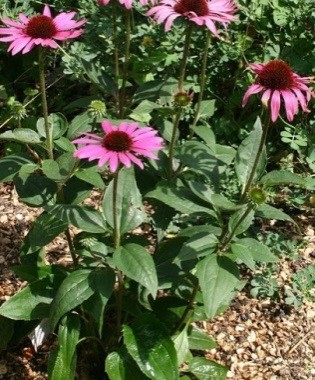 Эхинация пурпурная 