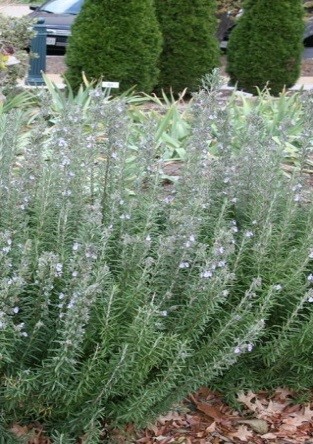 Розмарин лекарственная