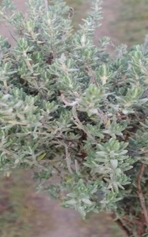 Чабер-тымян обыкновенный  