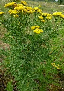 Пи́жма обыкнове́нная