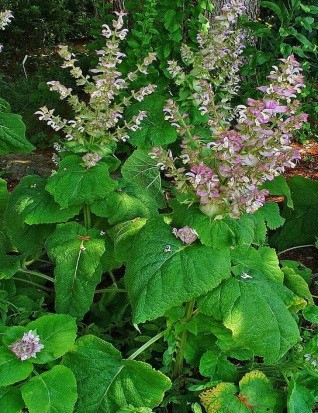 Шалфей мускатный 