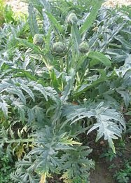 Cynara scolymus L.