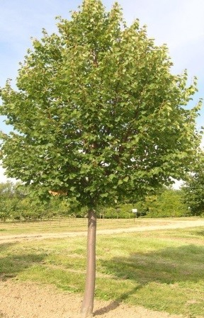 Tilia cordata Mill.