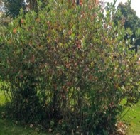 Aronia melanocarpa (Michx.) Elliott