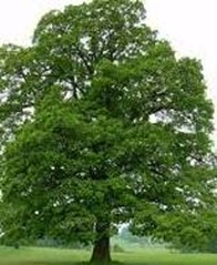 Quercus robur L