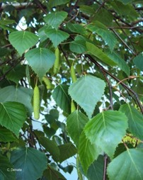 Betula pendula Roth.