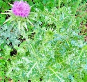 Росторобша