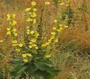 Verbascum L