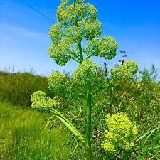 Ферула туркестанский