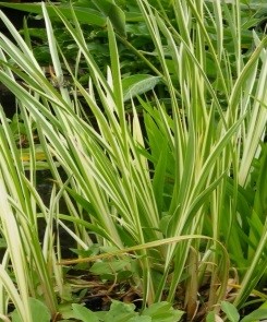 Аир обыкновенный