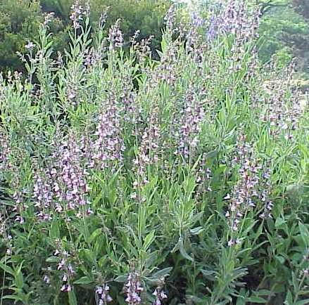 Шалфей лекарственный 