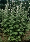 Althaea officinalis L