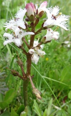Вахта трехлистная