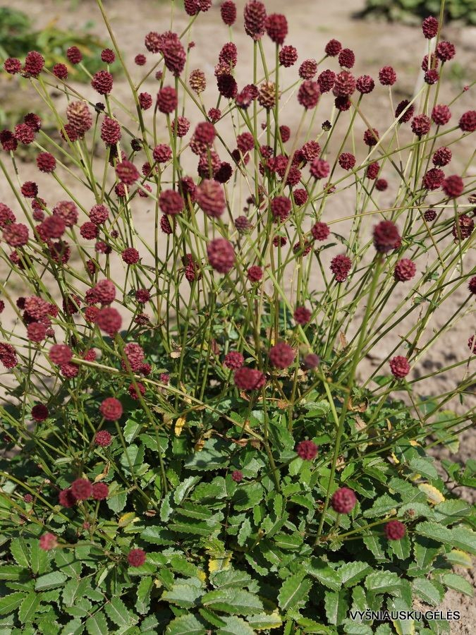 Кровохлебка лекарственная 