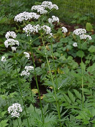 Валериана лекарственная