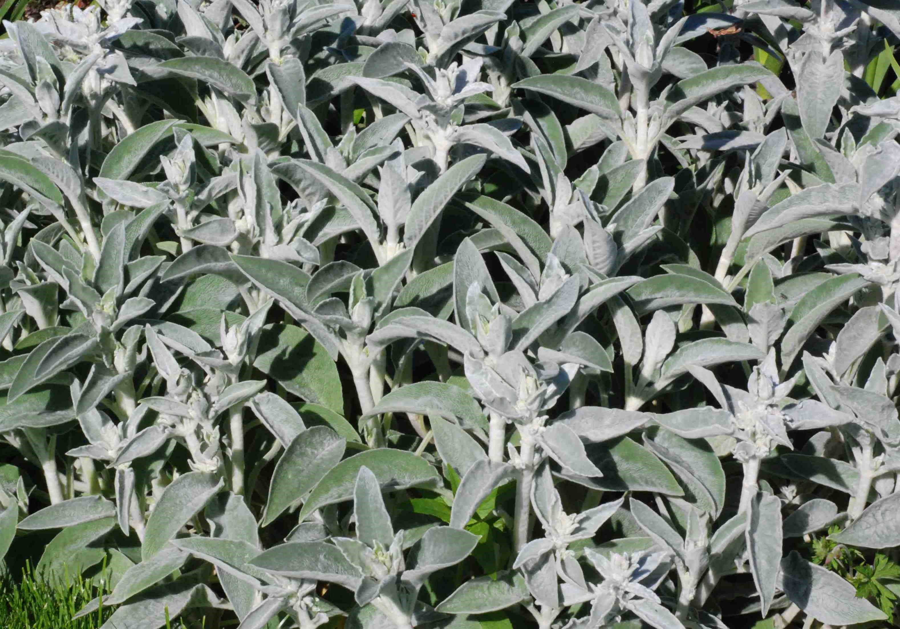Stachys lanata  K.KOCH & SCHEELE Stachys lanata  K.KOCH & SCHEELE