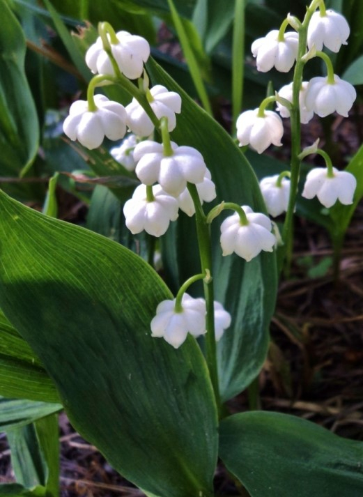 Convallaria majalis L. Convallaria majalis L.