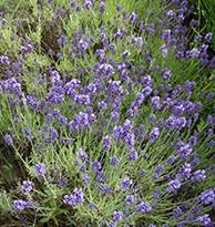 Лаванда лекарственная