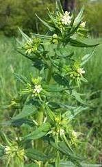 Воробейник лекарственный