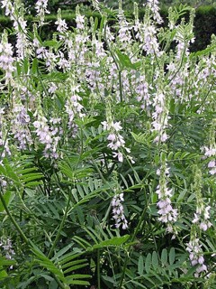 Галега лекарственная