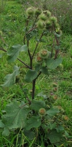 Лопух болышой