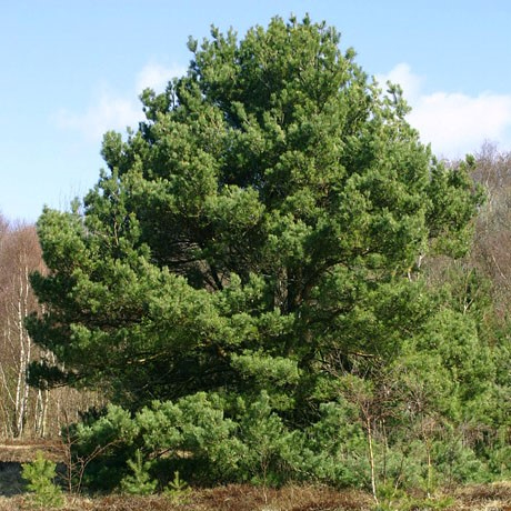 Pinus pallasiana (Lamb.) Holmboe