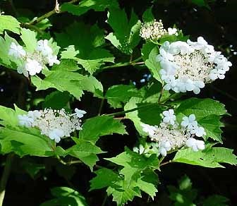 Viburnum opulus L
