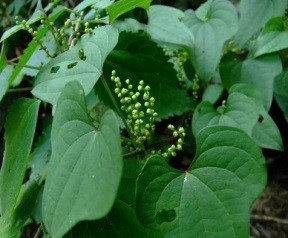 Dioscorea nipponica Makino