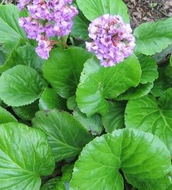 Бадан толстолистный