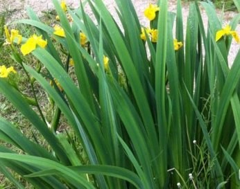 Ирис ложноаировый 