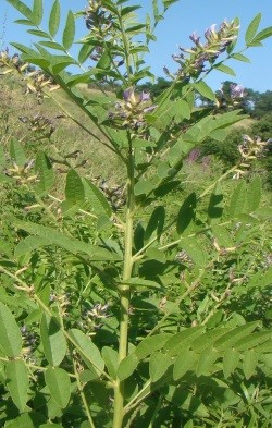 Glycyrrhiza glabra L