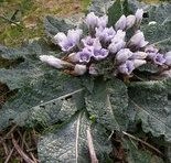 Mandragora turcomanica Mizg