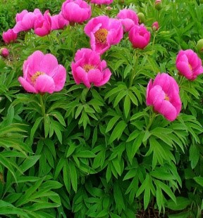 Paeonia officinalis L. Paeonia officinalis L.