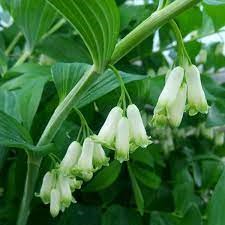 Купена лекарственная 