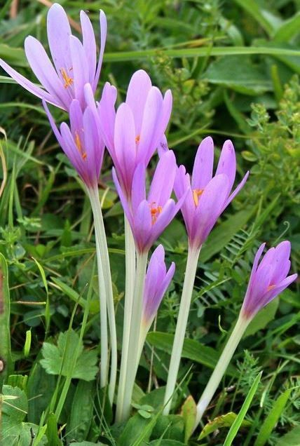 Colchicum autumnale L.