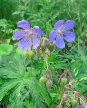 Geranium pratense L. Geranium pratense L.
